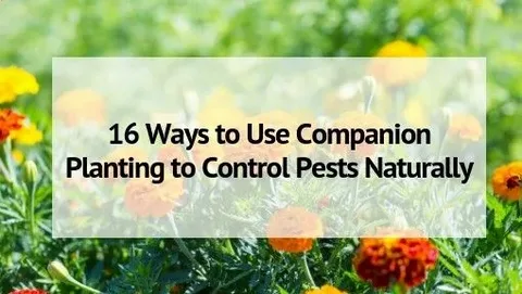 Natural Pest Control: Creating a Balanced Ecosystem with Beneficial Insects, Companion Planting, and Organic Remedies