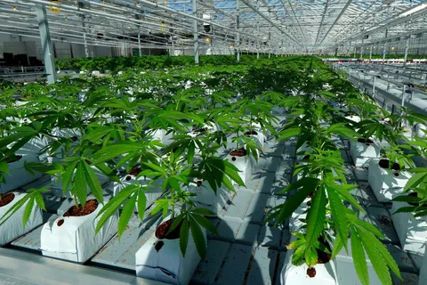 Cannabis: Exploring the Plant That Defines Modern Culture in Canada